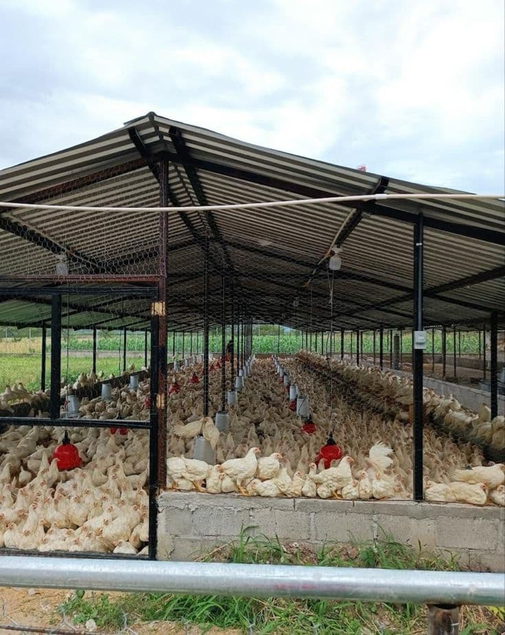 Flock & Batch Management