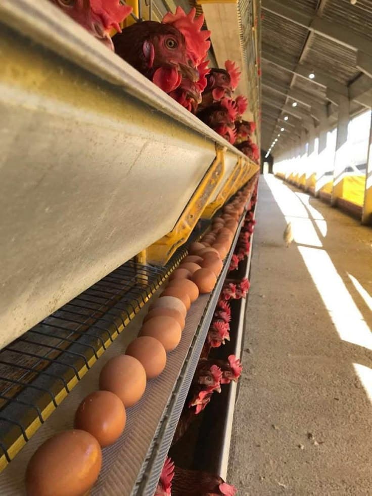 Egg Production Monitoring