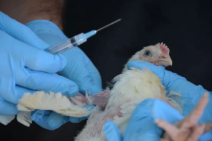 Health & Vaccination Management